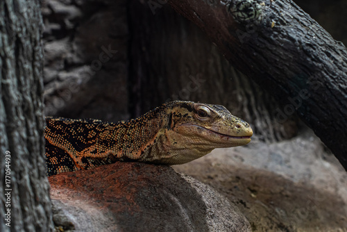 A large monitor lizard basking in the sun and looking at the camera. Zooexotarium concept, nature, zoo, pet store, safari, travel agency, terrarium.
