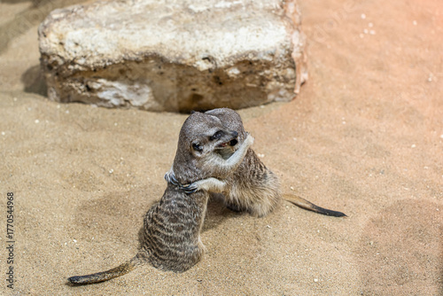 Two cute meerkats are playing and hugging. Zooexotarium concept, nature, zoo, pet store, safari, travel agency, terrarium.
