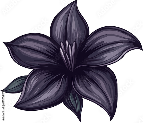detailed illustration purple lily flower
