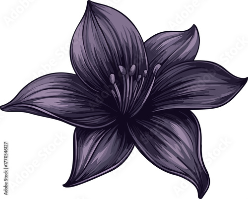 detailed illustration purple lily flower
