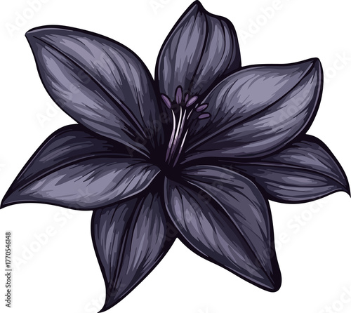 detailed illustration purple lily flower