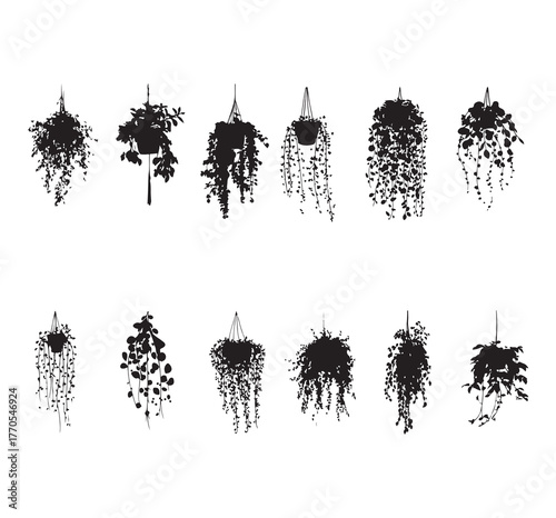 Silhouette of a hanging plant in a pot. Greenery includes ivy, ferns, and vines. Lush hanging plants add natural decor. Perfect for indoor or outdoor hanging plant displays. Isolated on a white backgr