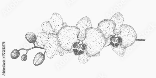 Orchid branch. Monochrome form with stippled grain uneven threshold and paper dust. Gritty edges and light speckle cover the shape completely.