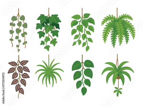 Collection of vibrant hanging plants with diverse leaves on green background