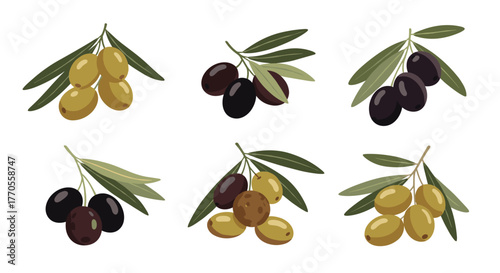 Set of olive branch illustrations showing various green, black, and mixed color olives with leaves.