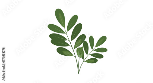 A vibrant and fresh green leafy plant sprig, elegantly designed as a minimalist botanical illustration on a clean white background.
