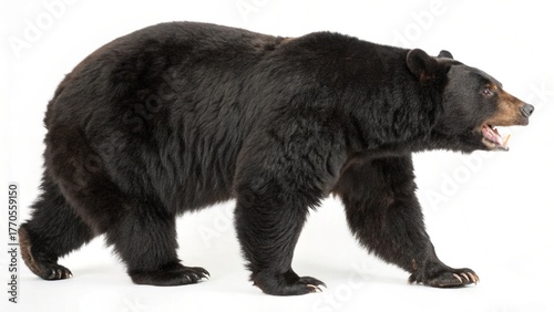 Realistic North American Black Bear on white studio background, thick black fur, full-body view, powerful build, detailed wildlife animal under professional lighting