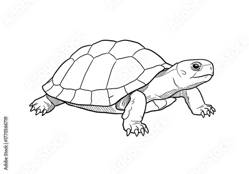 A turtle with a segmented shell walking forward with detailed claws