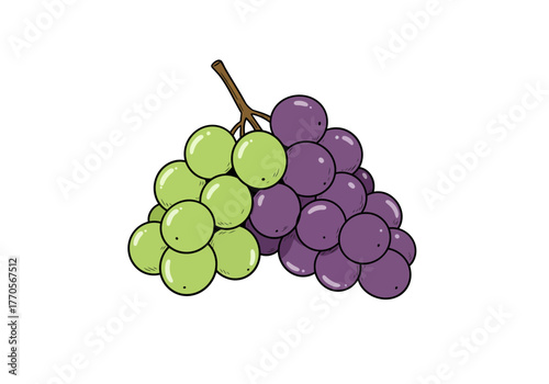 Clustered grapes half green half purple attached to a brown stem on a white background