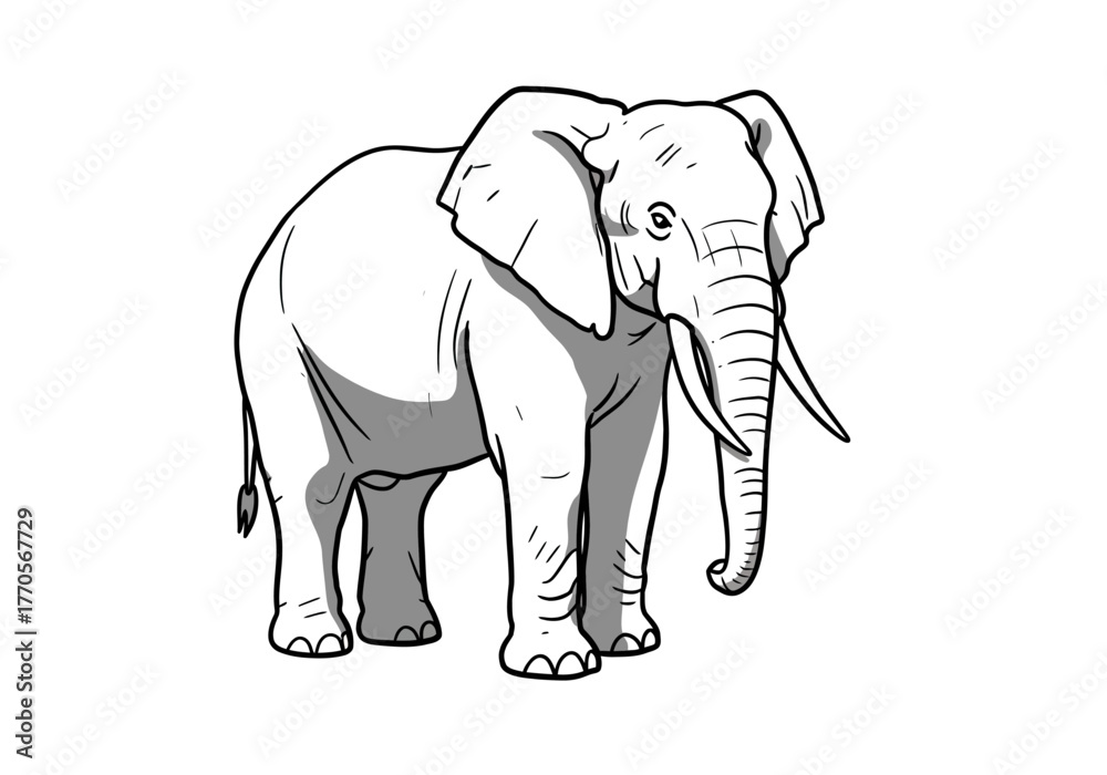 Fototapeta premium Lineart elephant stands black outlines define gray shading ears flared tusks curve and trunk hangs