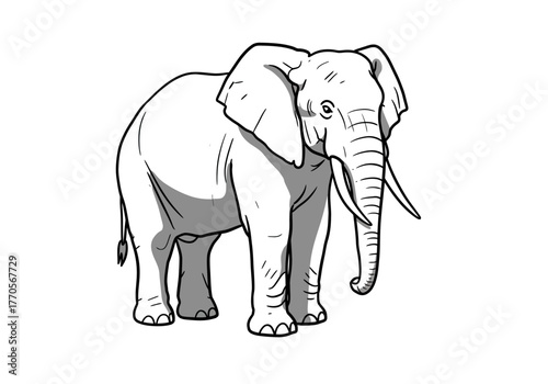 Lineart elephant stands black outlines define gray shading ears flared tusks curve and trunk hangs