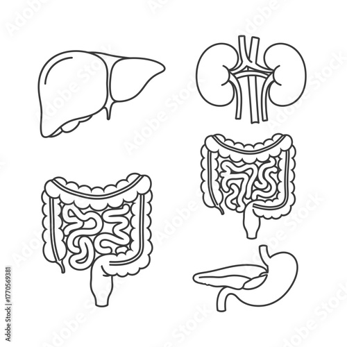 Line art illustration depicting human internal organs: liver, kidneys, large and small intestines, and stomach with pancreas.
