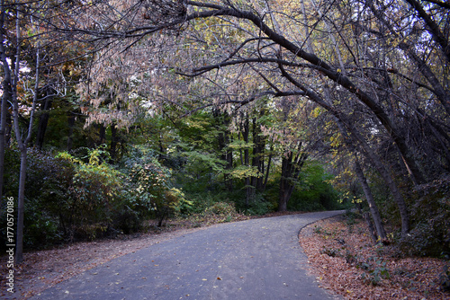 Road in autumn forest