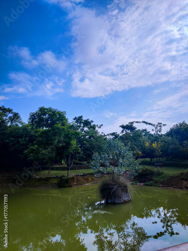 selective focus picture of a pond in the park