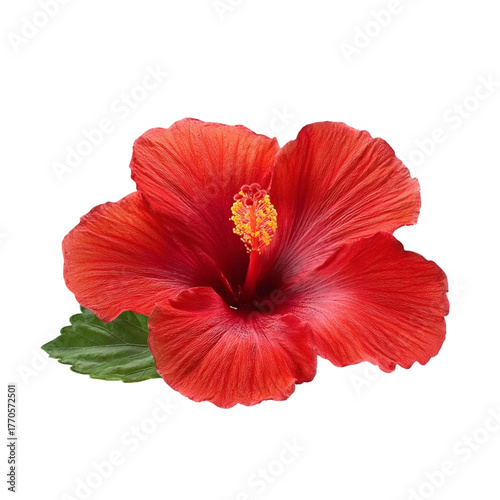 Vibrant red hibiscus flower detailed close-up isolated on for beauty and nature photography
