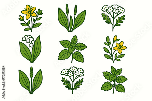 Vector illustration in line art + flat fill style (black outline + green/yellow fill), consisting of 12 icons of herbs and flowers.