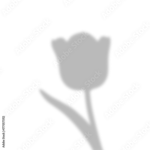 Soft Tulip Shadow Overlay on Transparent Background
