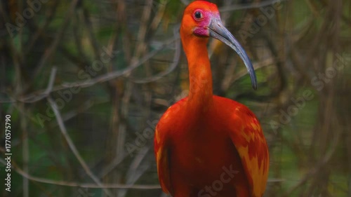 Close up of a scarlet ibis bird sitting on a shady tree branch and grooming it self on a sunny day