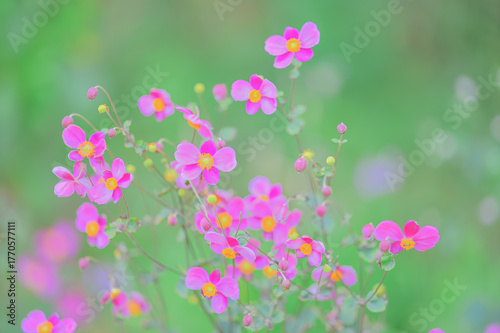 ピンクの秋明菊と柔らかな背景