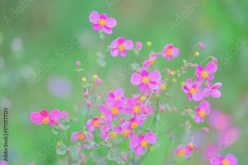 ピンクの秋明菊と柔らかな背景