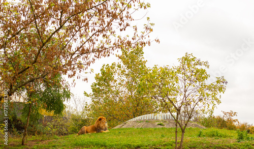 Fotografia Lion resting on a green mountain