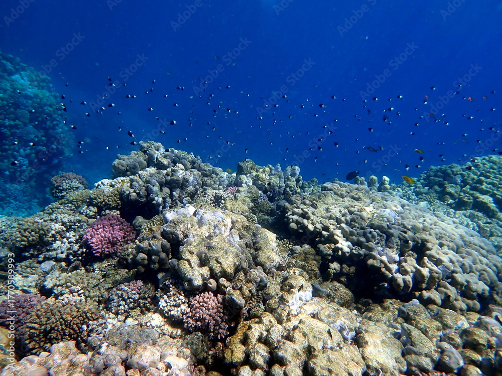 Fototapeta premium Vibrant shallow coral reef teeming with small fish
