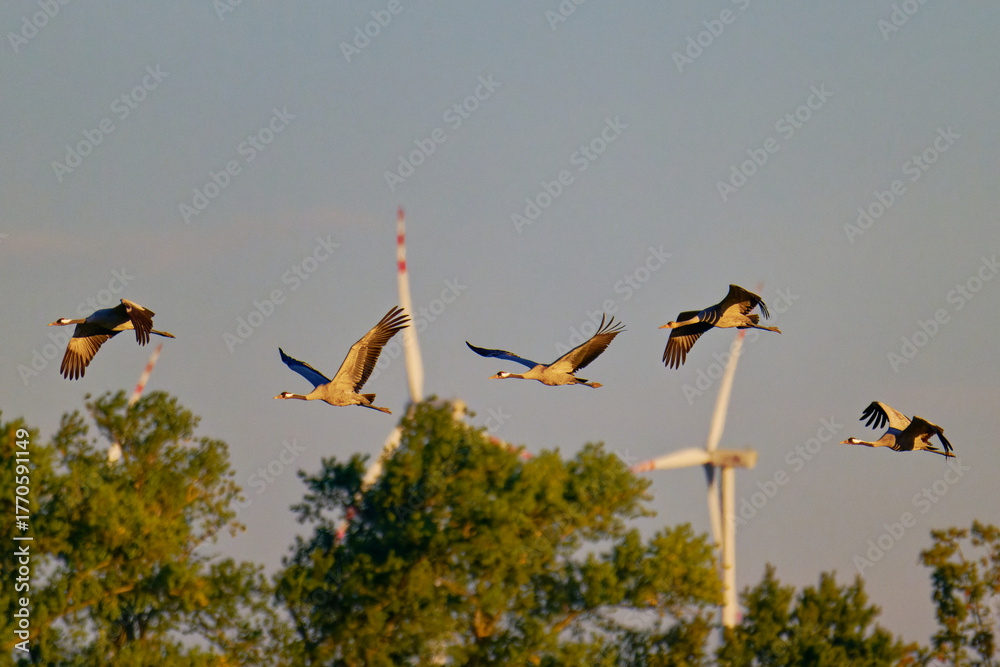 Naklejka premium Herbstzug der Kraniche in der Abendsonne