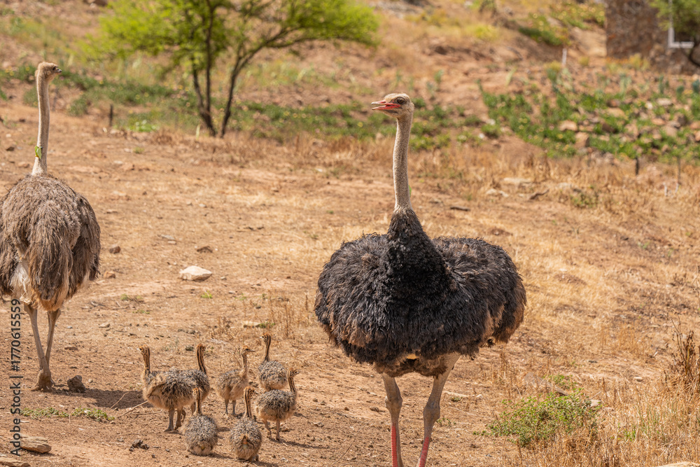 Naklejka premium Straußenpapa mit Straußenbabys auf einer Farm in Südafrika