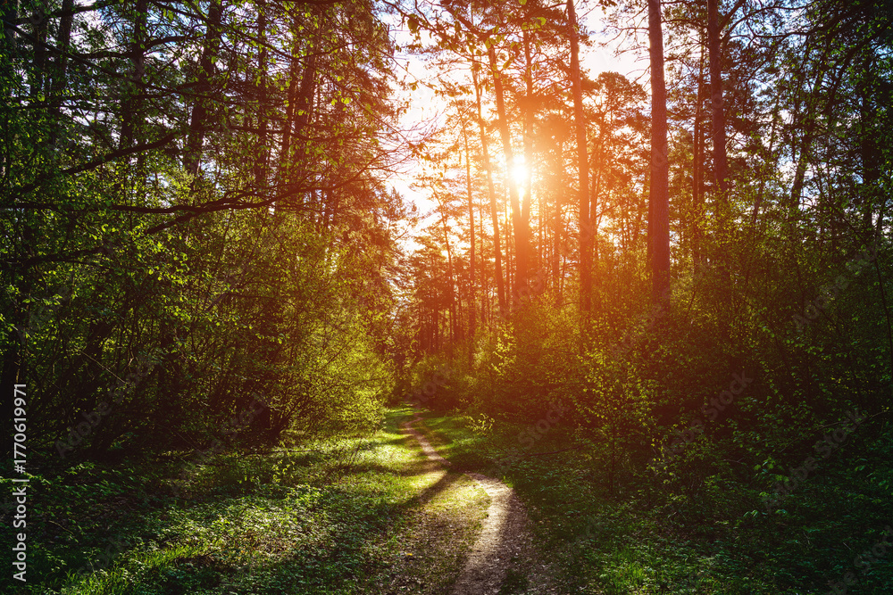 Obraz premium Forest path winding through green trees. Sunlit park landscape. Outdoor escape and natural scenery for relaxation. Vintage film aesthetic.