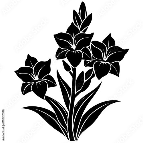 Black silhouette of a gladiolus flower stalk with blooming flowers and buds on a white background