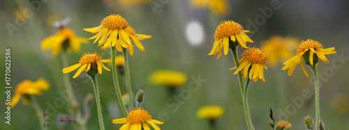 Echte Arnika (Arnica montana) auch Bergwohlverlei, Heilpflanze, Panorama 