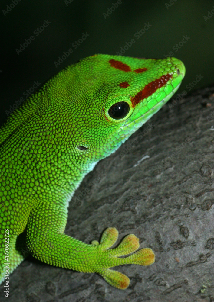 Fototapeta premium Madagaskar-Taggecko (Phelsuma madagascariensis) Portrait, Seitenansicht 