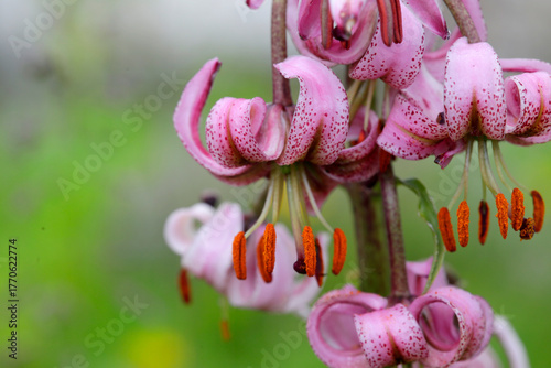 Türkenbund (Lilium martagon) auch Türkenbund-Lilie