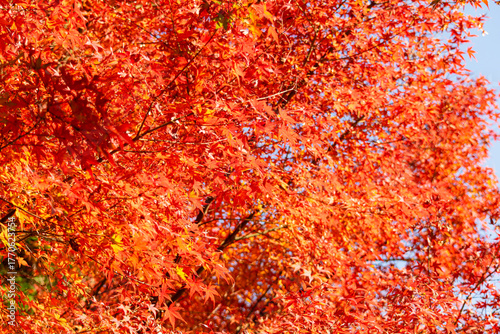 陽光を浴びて燃えるように真っ赤に色づいた紅葉の風景