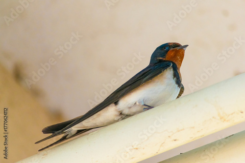 柔らかな光の中で上を見上げるツバメ