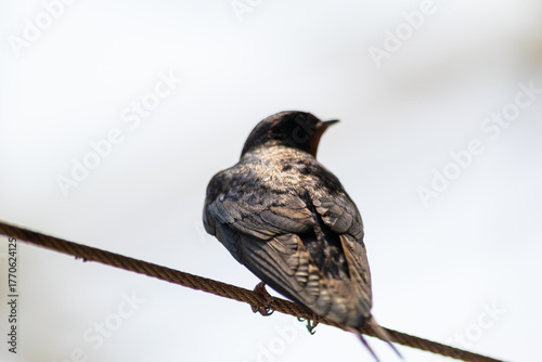 逆光に浮かび上がるツバメの背中と羽のディテール