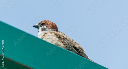 道の駅いたこのターコイズ色の屋根で空を見上げるスズメ