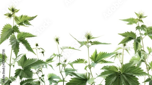 Juicy nettle leaves. Jagged leaves on a white background. Medicinal plant, alternative medicine, phytotherapy.