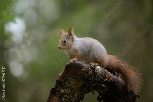 Cute Red Squirrel (Sciurus vulgaris) in forest