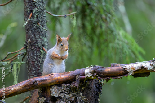 Cute Red Squirrel (Sciurus vulgaris) in forest