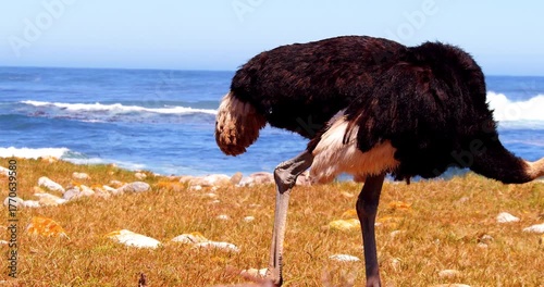 Wild ostrich on the coast near Cape of Good Hope, South Africa.