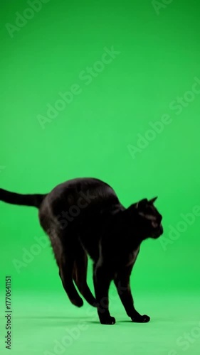 Leaping feline against chroma key green