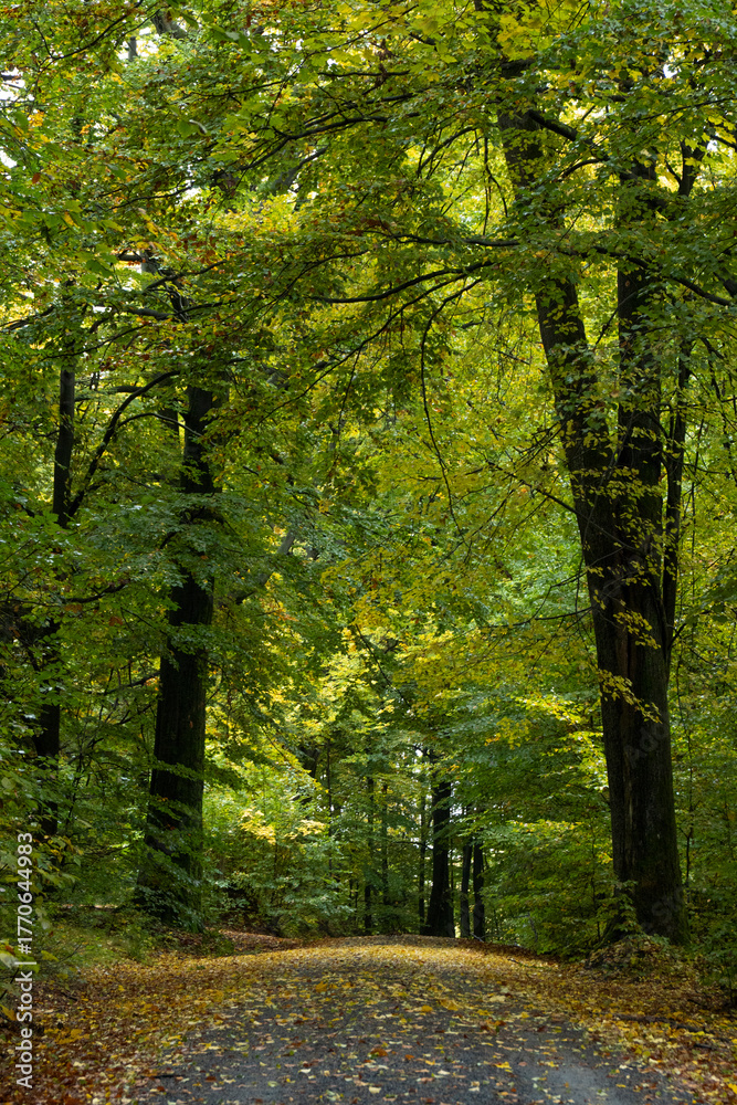 Obraz premium Herbstliche Idylle an der Zollstraße in Hinterhermsdorf in der Sächsischen Schweiz 1