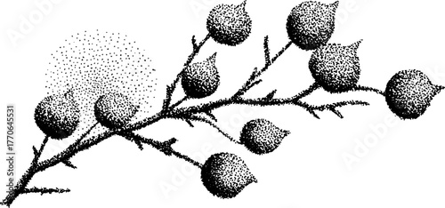Frosted berry branch in black and white dotwork illustration for vintage designs