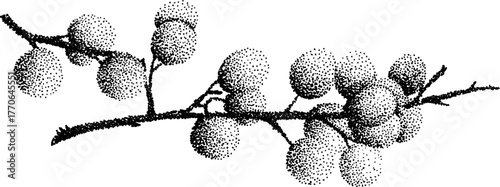 Black and white illustration of frosty berry branch for vintage design