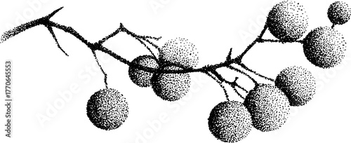 Frost-covered berry branch in black and white dotwork for vintage design