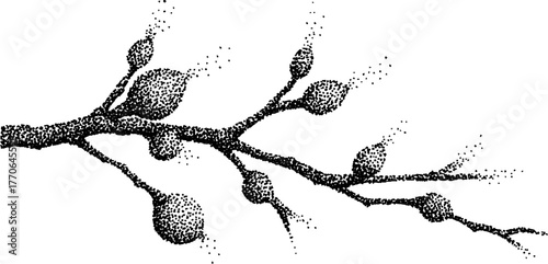 Black and white birch twig with tiny buds illustration for nature-inspired designs