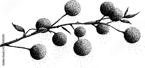 Black and white stipple illustration of frosted berry branch for vintage design
