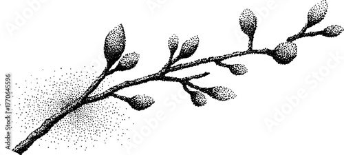 Black and white birch twig with buds illustration for nature-inspired design