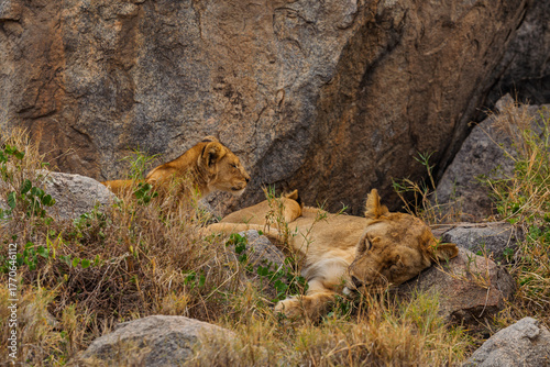 Serengeti National Park, Tanzania: Lioness and Cub Resting Amongst the Boulders